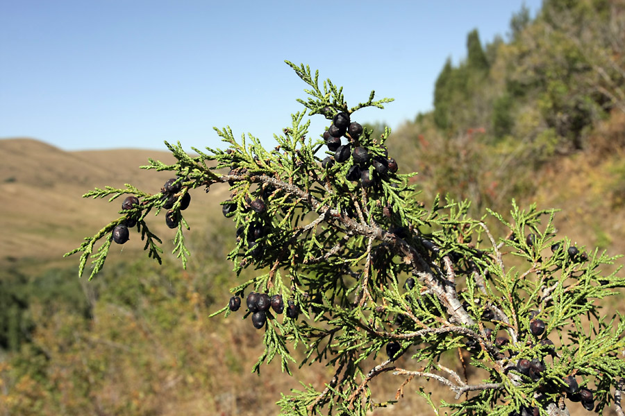 Изображение особи Juniperus pseudosabina.