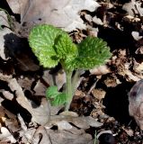 Scutellaria altissima