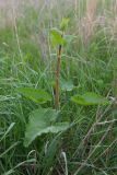 Phlomoides tuberosa. Молодое растение. Татарстан, Нижнекамский р-н, остепненной склон на правом берегу р. Зай. 6 мая 2016 г.