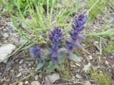 Ajuga orientalis