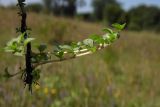 Mentha pulegium