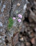 Armeria maritima. Цветущее растение. Исландия, окр. ледника Эйриксйокюдль, лавовое поле Хальмундархраун, расщелина в скале. 09.08.2016.