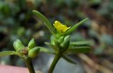 Portulaca oleracea. Верхушки цветущего и плодоносящего побегов с кормящимися тлями. Республика Адыгея, г. Майкоп, во дворе дома. 17.09.2016.