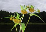 Bidens cernua