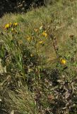 Hieracium virosum. Цветущие растения. Крым, гора Северная Демерджи, склон яйлы. 1 октября 2016 г.