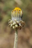 Taraxacum turcomanicum. Верхушка побега с нераскрывшимся соцветием. Казахстан, Тянь-Шань, хр. Таласский, зап. Аксу-Джабаглы, кромка каньона Аксу. 21.06.2016.