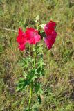 Alcea rosea