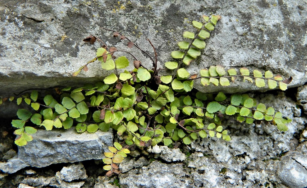 Изображение особи Asplenium trichomanes.