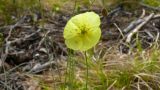 Papaver подвид gracile