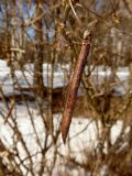 Caragana arborescens. Прошлогодний плод. Марий Эл, г. Йошкар-Ола, Центральный парк. 30.03.2017.