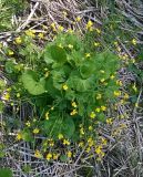 Ranunculus cassubicus