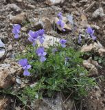 Viola rausii