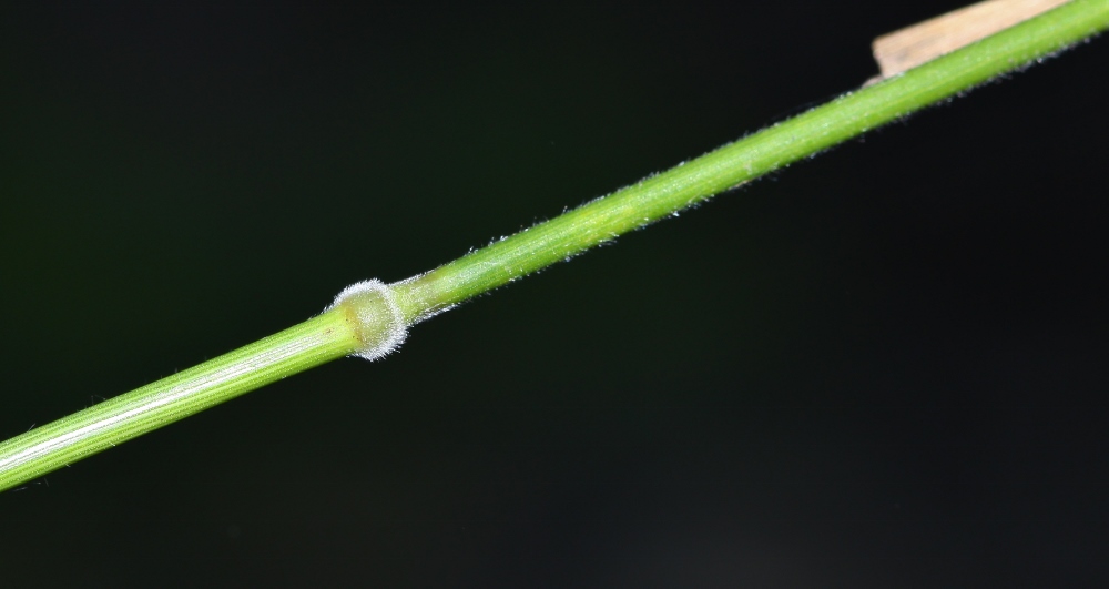 Изображение особи Elymus gmelinii.