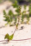 Fallopia dumetorum