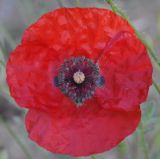 Papaver rhoeas