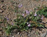 Valeriana alternifolia