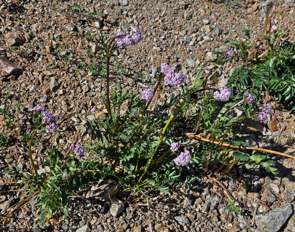 Изображение особи Valeriana alternifolia.