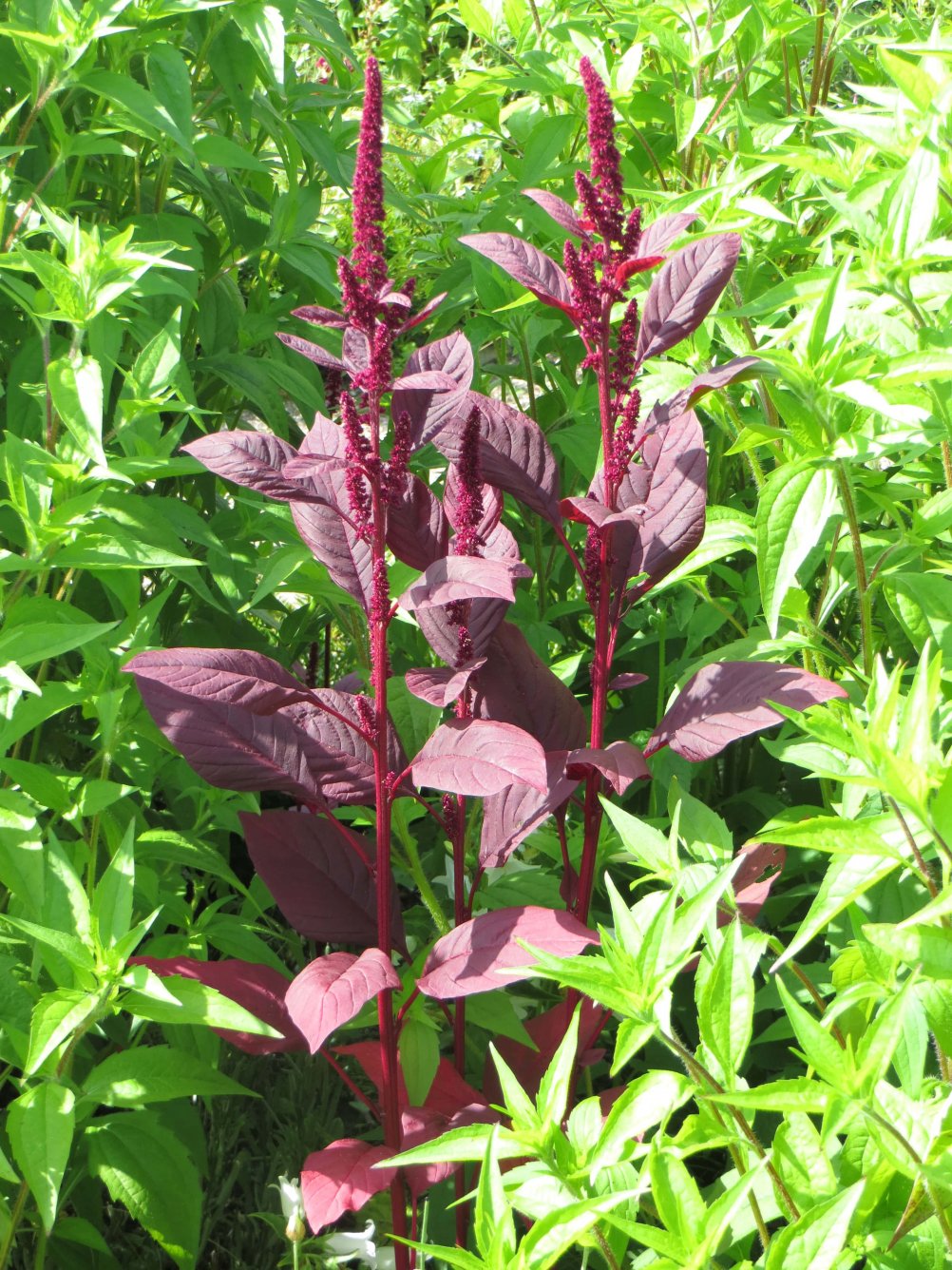 Изображение особи Amaranthus cruentus.