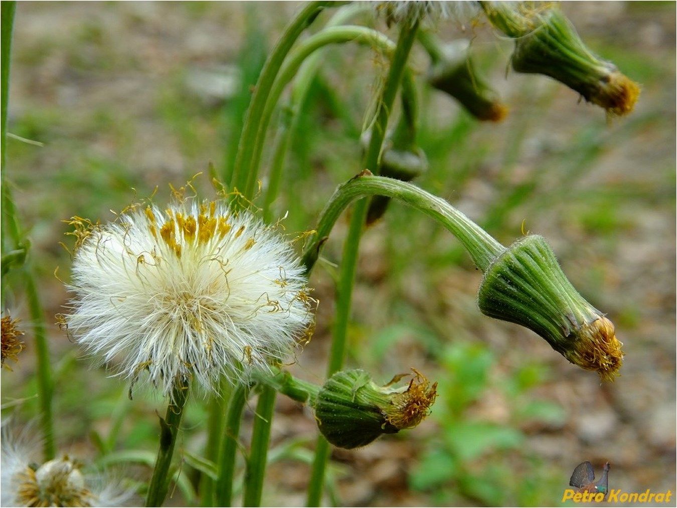 Изображение растения Tussilago farfara.