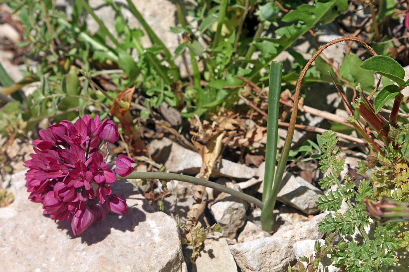 Image of Allium oreophilum specimen.