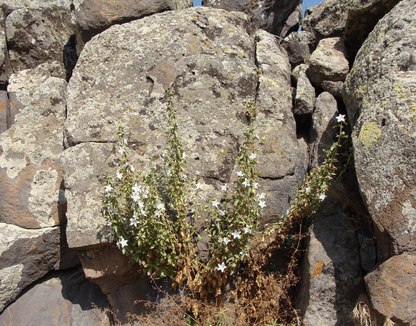 Изображение особи Campanula crispa.