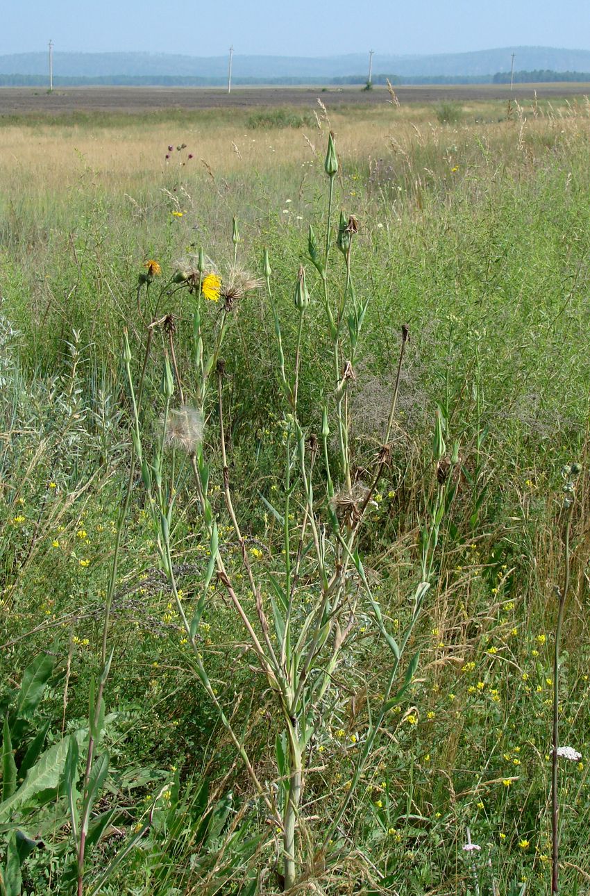 Изображение особи Tragopogon orientalis.