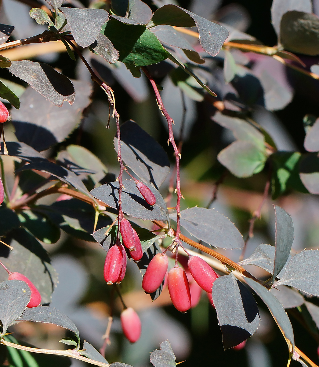 Изображение особи Berberis vulgaris f. atropurpurea.