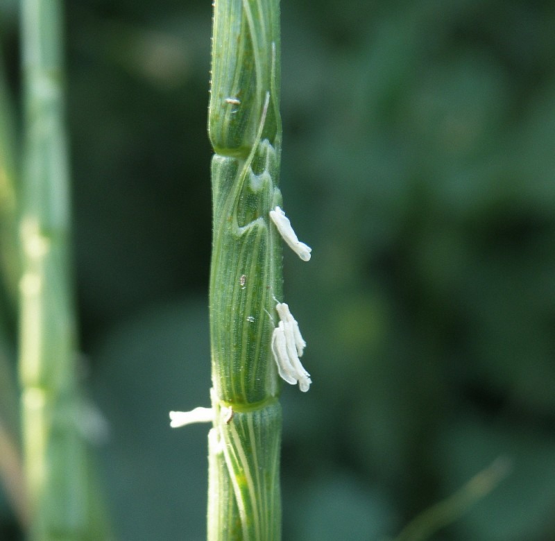 Изображение особи Aegilops cylindrica.