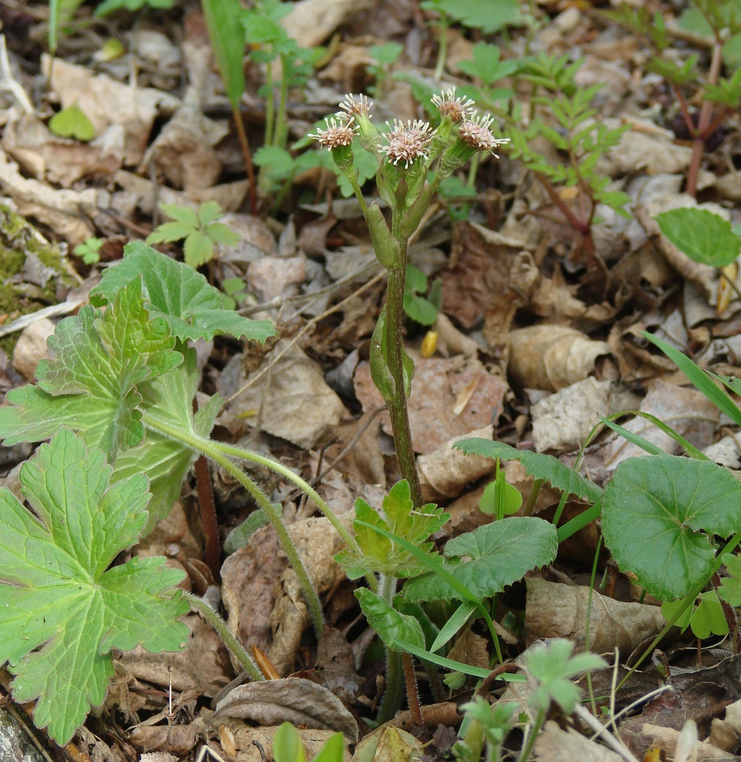 Изображение особи Petasites rubellus.