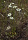 Parnassia palustris. Растение с цветками и бутонами. Магаданская обл., Ольский р-н, шоссе Магадан-Ола, поляна в лиственичнике около дороги. 22.07.2013.