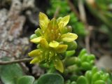 Sedum alpestre