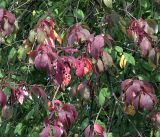 Padus avium. Часть кроны дерева с созревшими соплодиями и листьями в осеннем окрасе. 11.08.2019.