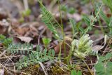 Astragalus resupinatus