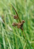 Luzula multiflora