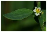 Polygonum aviculare