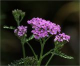 Achillea millefolium