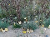 Festuca trachyphylla