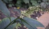 Lysimachia clethroides