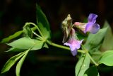 Lathyrus laxiflorus