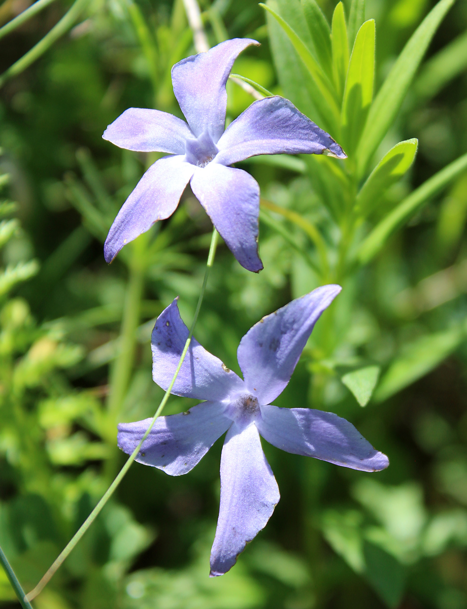 Изображение особи Vinca herbacea.