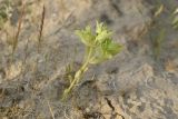 Euphorbia densa. Плодоносящее растение. Узбекистан, Бухарская обл., окр. оз. Тудакуль, закреплённые пески. 4 мая 2022 г.