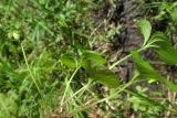 Viola palustris