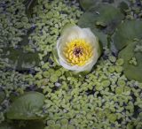 Nymphaea tetragona