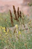 род Calamagrostis