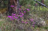 Rhododendron parvifolium