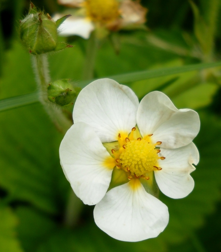 Изображение особи Fragaria moschata.