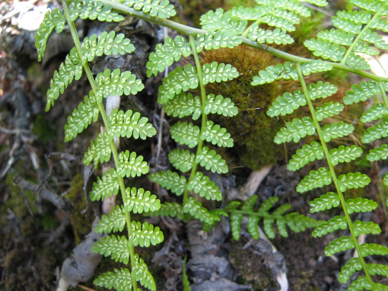 Image of Diplazium sibiricum specimen.