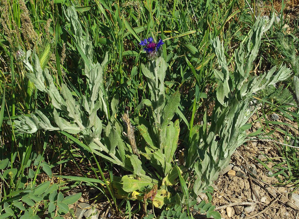 Изображение особи Centaurea depressa.