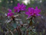 Rhododendron parvifolium. Ветвь с цветками. Сахалин, Северо-Сахалинская равн., р. Вал, заболоченное лиственичное редколесье. 22.06.2011.