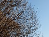 Salix fragilis разновидность sphaerica. Ветви в боковой части кроны у var. sphaerica Hryniew. Санкт-Петербург, 25 апреля 2009 г.